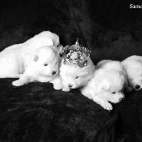 the prince and the princesses - Samoyed Quebec
