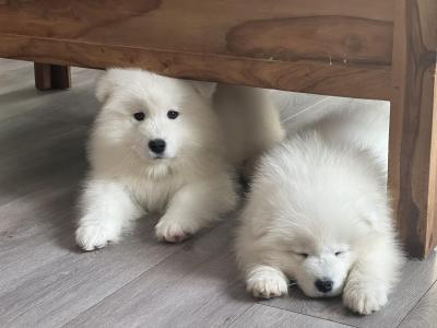 Ces adorables chiots sont à la recherche de leur famille pour la vie